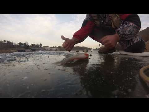 ქორჭილა ყინულიდან  \"ბალდა\". окунь да балду