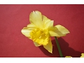 NARCISOS (Narcissus) PLANTAS ORNAMENTALES