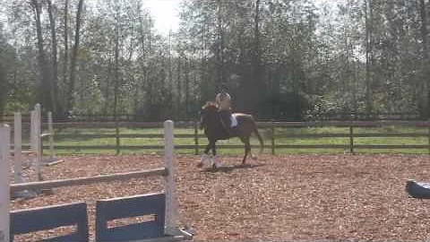 Sir Gregory (Sir Donnerhall/Don Gregory) Oldenburg...