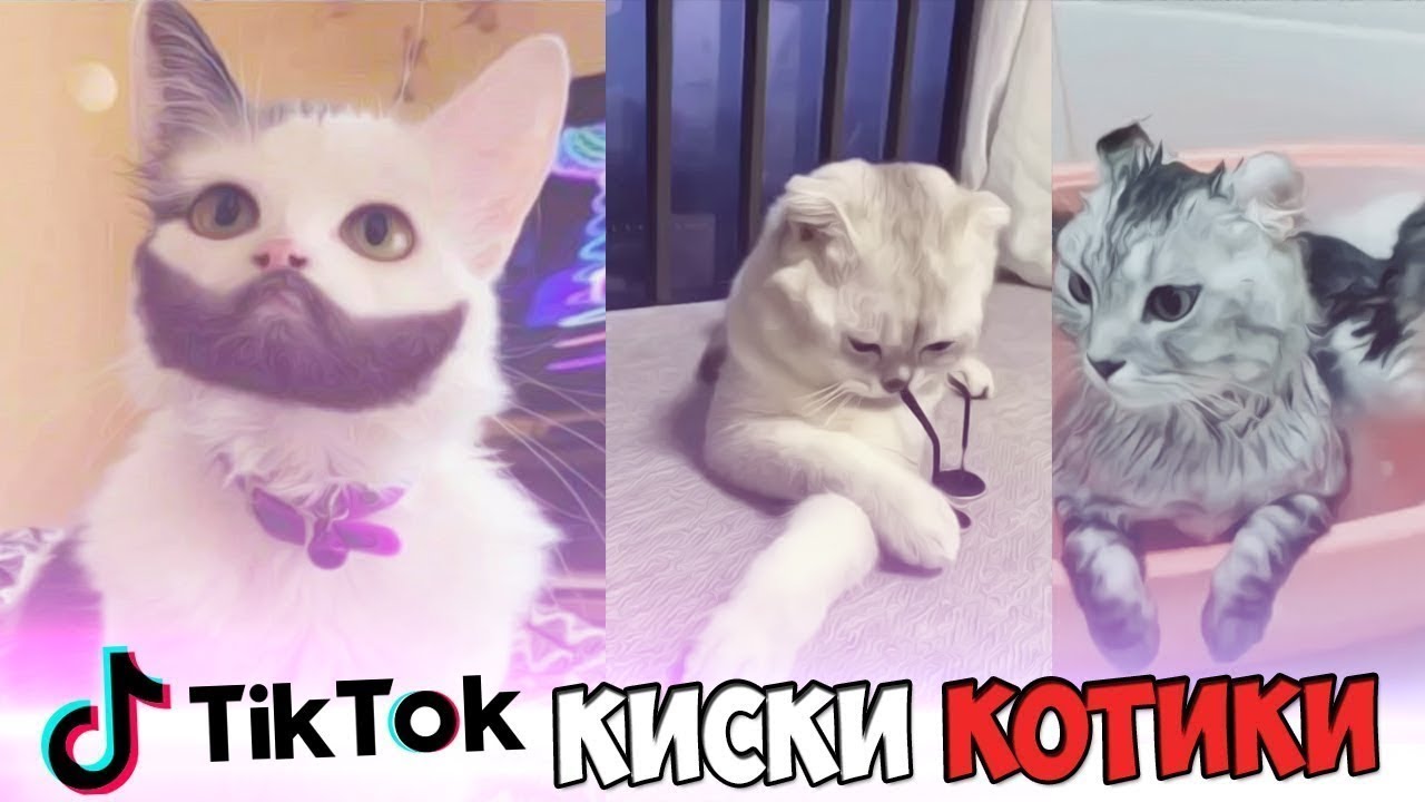 Песня кота тик ток. Коты тик ток. Котики из тик тока. Коты ЧС тиктока. Смешные котики тик ток.