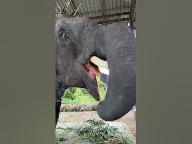 Melon 🍉 ￼#shorts #funny #viral #anime #elephant #india #viralvideo #yearofyou #ช้าง