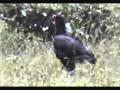 Sound of Ground Hornbills.wmv