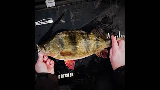 😍CRAZY GOOD LOOKING PERCH😍