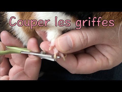 Vidéo: Comment Couper Les Griffes D'un Cochon