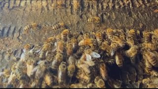 Man stung over 100 times by bees in San Marcos