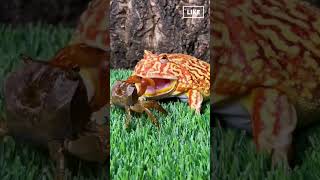 Funny Frog and Carb #viral #wildlife