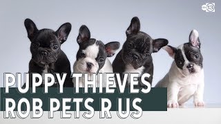 Puppy thieves steal 5 French and English bulldogs