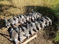 Охота на голубя с чучелами, август, наваляли норм, суп с вяхиря...pigeon hunting