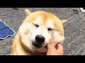 ぽてぽて近づいてきてうんしょうんしょ言いながら倒れる柴犬