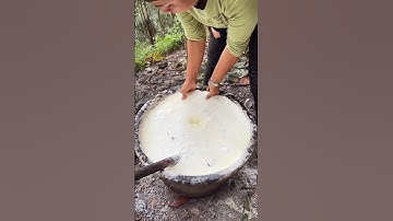 Natural rubber collection #Tapping rubber #Rubber products #Rubber tree#shorts