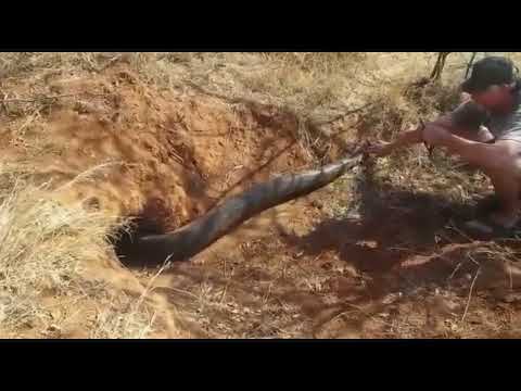 Meeting Time Big Size African Rock Python -  Meeting Time Big Size African Rock Python