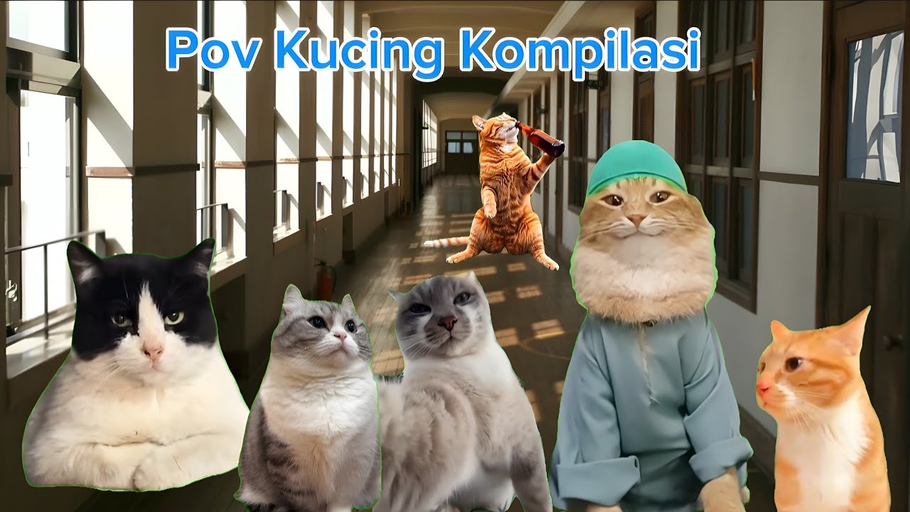 Pov Kompilasi Seru Meme Kucing 1 jam | meme kucing lucu #meme #cat #kucing #pov