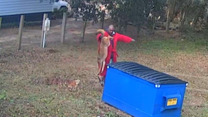 Man Grabs Coyote S Tail To Save Beloved Dog S Life