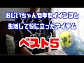 おじいちゃんセキセイインコと生活して役に立ったアイテムベスト5！《16歳のご長寿おじいちゃんセキセイインコ愛ちゃん日記》16-year-old budgerigar Ai-chan diary