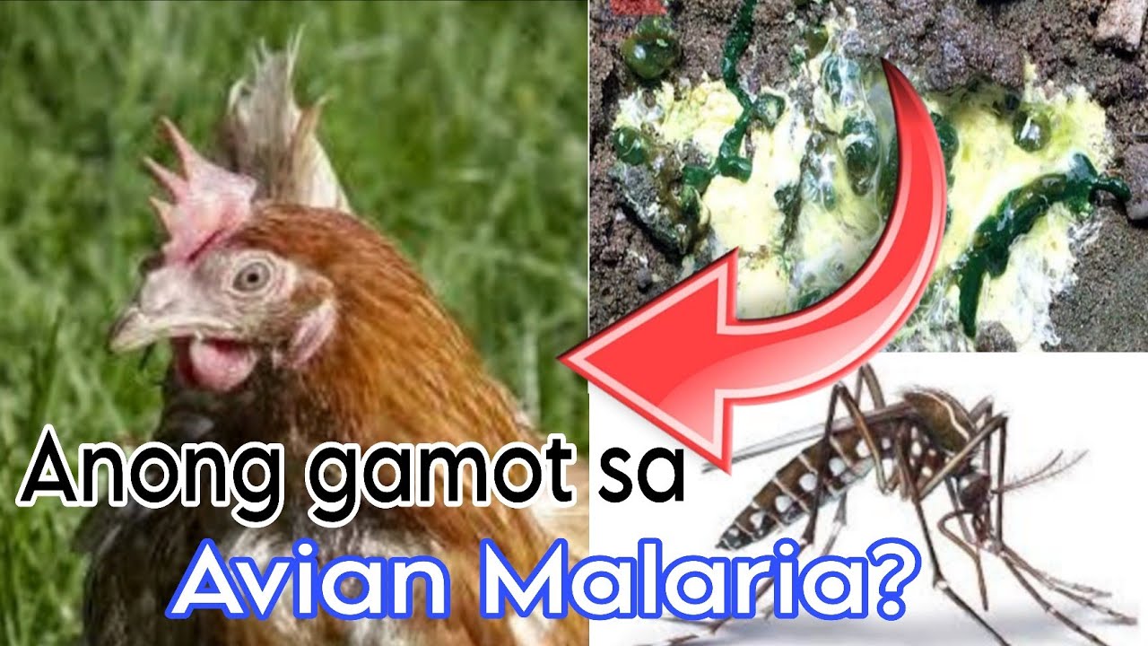 How to Prevent Avian Malaria: Essential Tips for Healthy Birds