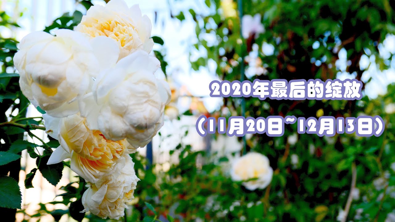 年玫瑰的最后一批绽放 11月日 12月13日 Rose Garden Last Bloom In Nov Dec 13 Youtube