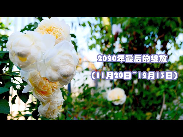 年玫瑰的最后一批绽放 11月日 12月13日 Rose Garden Last Bloom In Nov Dec 13 Litetube 年玫瑰的最后一批绽放 11月日 12月13日 Rose Garden Last Bloom In Nov Dec 13 Litetube