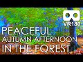 Peaceful Autumn Afternoon In The Forest: 7 Minutes of Calm and Wellbeing in Virtual Reality / VR180