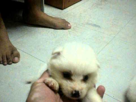 Japanese Spitz At One Month Old Youtube