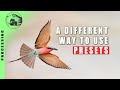 LIGHTROOM PRESETS FOR WILDLIFE PHOTOGRAPHY