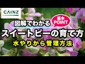 スイートピー(別名:ジャコウエンドウ)の育て方 カインズ花図鑑