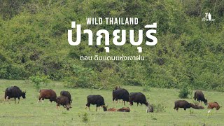 Wild Thailand | ป่ากุยบุรี | Ep.I ดินแดนแห่งเงาฝน