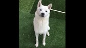 トリビア 犬 Youtube トリビア 犬 Youtube