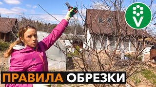 Весенняя обрезка вишни | Как правильно обрезать вишню весной?