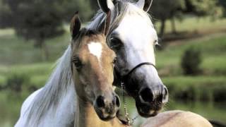 Video thumbnail of "Mi caballito - Serenata Guayanesa Y Ensamble Gurrufío"