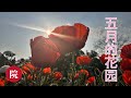 【彬彬有院】花•种• 1098 五月底六月初我家的小院子有些什么花，有些什么菜；今年春天比较冷，一直到了维多利亚日都还有霜冻；上个星期开始温暖，花花和菜菜们立刻恢复了，花花们开始绽放，菜菜们都自我修复