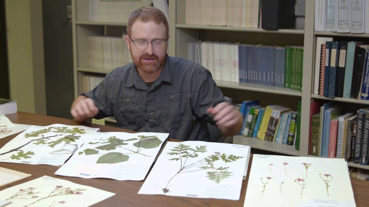 Herbarium Specimens Arkansas Natural Heritage Commission YouTube