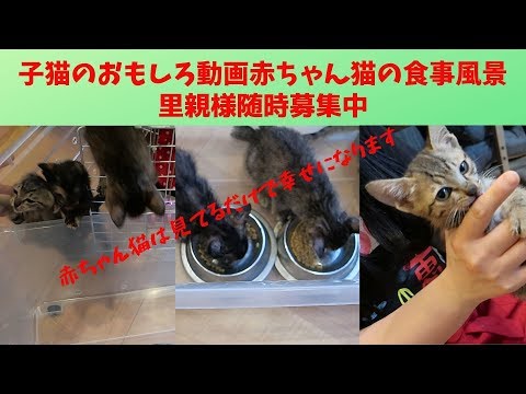 猫のおもしろ動画　赤ちゃん猫の食事風景　＃里親募集　Funny kitten eating landscape