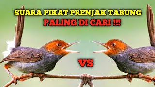SUARA PIKAT PRENJAK KLAWU PALING DI CARI 2025