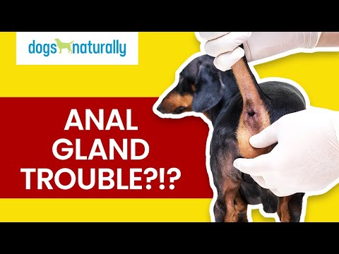 Dog Anal Glands & How To Express Them With Food