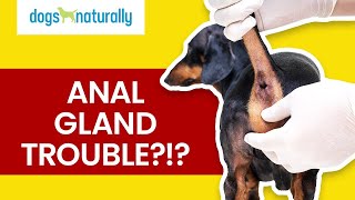 Dog Anal Glands & How To Express Them With Food