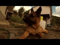 pastore 動画写真1a