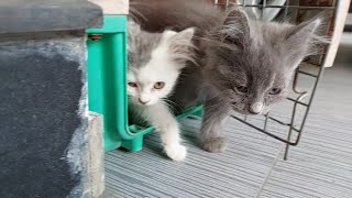 A Group Of Kittens Added an Energetic Member In Their Group And showing Love