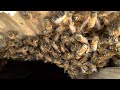 Massive pre spring hive removal and relocation