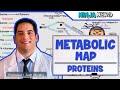 Metabolism | The Metabolic Map: Proteins | Part 3