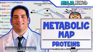 Metabolism | The Metabolic Map: Proteins
