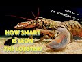 How Smart Is Leon The Lobster?