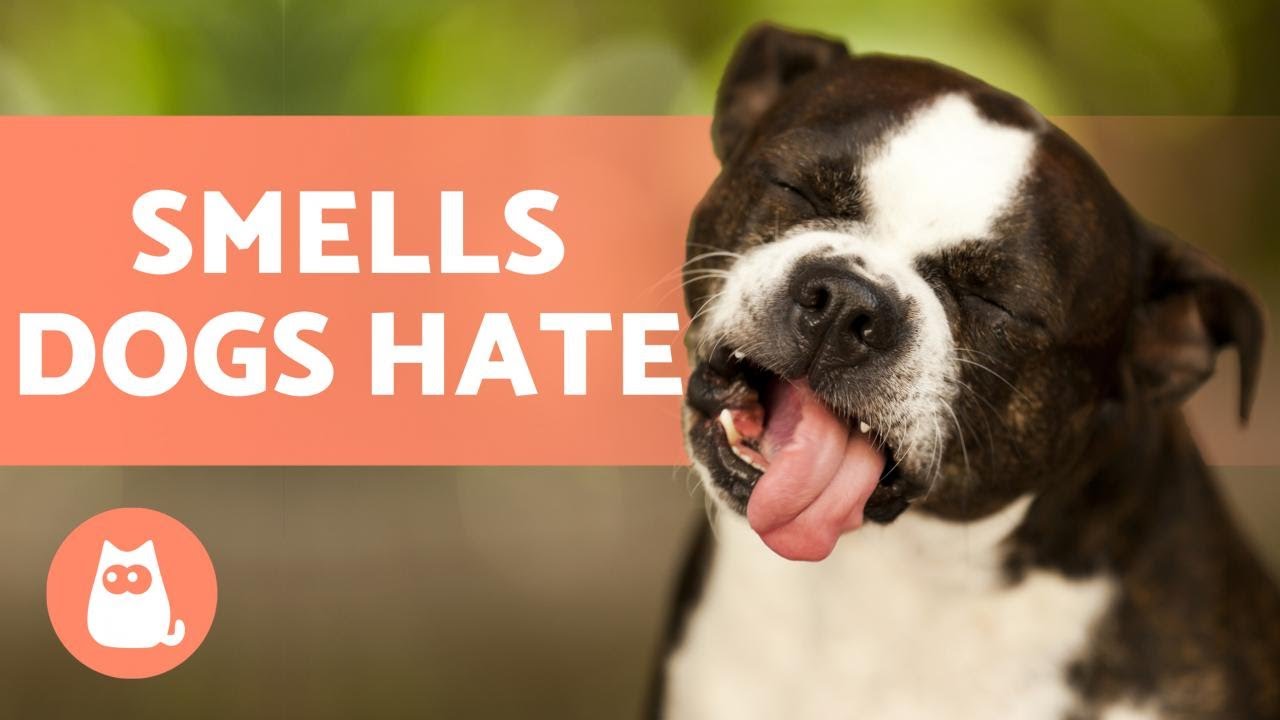 8 SMELLS DOGS HATE 🐶 (Some You May Not Know!) - YouTube