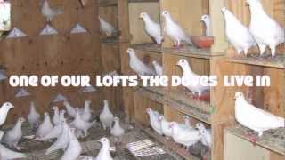 Now in West Portland White Dove Release Weddings 971 703-4918