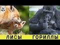 МАТЕРИ В ДЕЛЕ! Самые Лучшие Матери Животного Мира