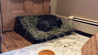 Frankie Has A Binky Party