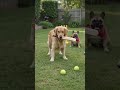 Dogs playing cricket match