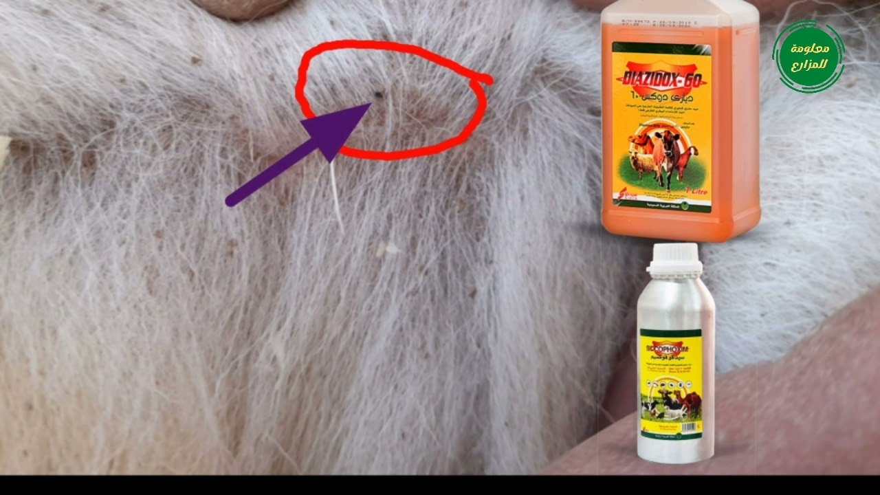 طريقة القضاء على البراغيث والقمل عند الاغنام والماعز