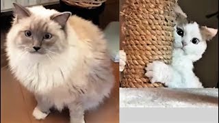 I Thought Ragdoll Cats Were Not Easily Scared (Funny Video with Bowie The Ragdoll Cat & Bella) I Thought Ragdoll Cats Were Not Easily Scared (Funny Video with Bowie The Ragdoll Cat & Bella)