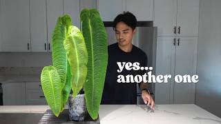 I Bought Another Giant Anthurium 🌿 + Plant Updates