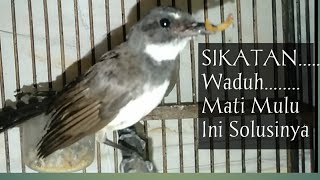 Cara merawat Burung Sikatan Jawa/Sikatan kipas